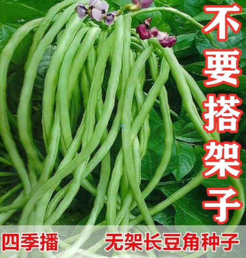 美国无架豆角种子地豆角种孑豇豆种籽高产早熟春季秋季四季
