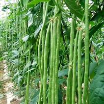 全能玉冠豆角种子白绿条长豇豆种籽高产抗病春秋播