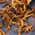 大量供应黄连个，黄连片，各种规格货源充足