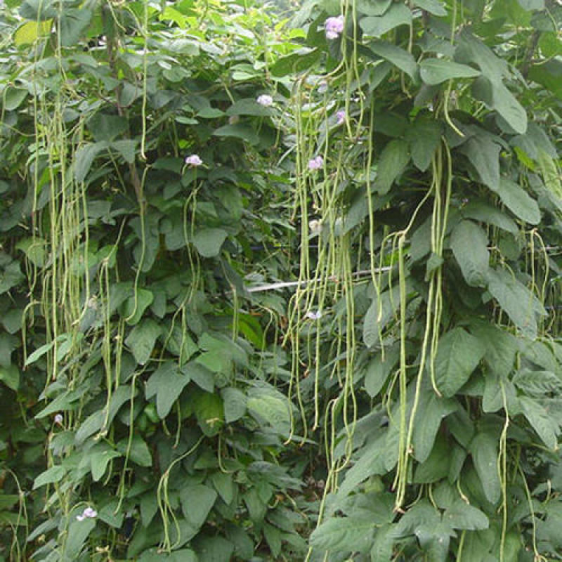 压塌架901豇豆种子搭架长豆角种籽结荚多特高产抗病