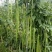压塌架901豇豆种子搭架长豆角种籽结荚多特高产抗病