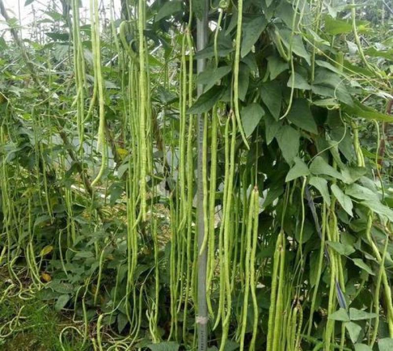 压塌架901豇豆种子搭架长豆角种籽结荚多特高产抗病