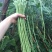 压塌架901豇豆种子搭架长豆角种籽结荚多特高产抗病