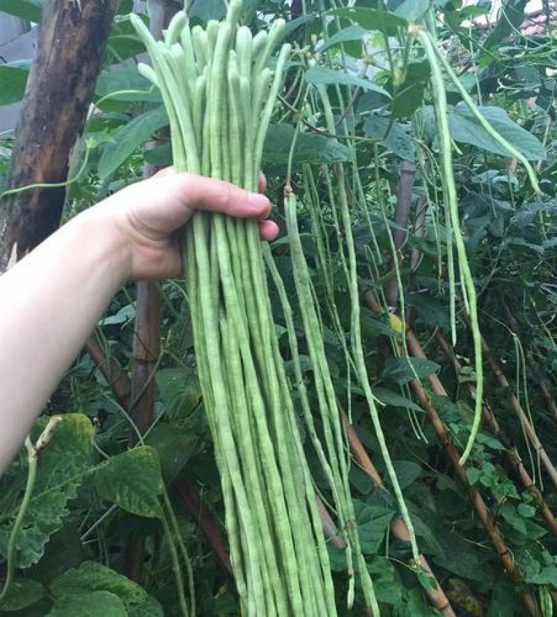 压塌架901豇豆种子搭架长豆角种籽结荚多特高产抗病
