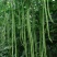 压塌架901豇豆种子搭架长豆角种籽结荚多特高产抗病