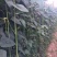 压塌架901豇豆种子搭架长豆角种籽结荚多特高产抗病