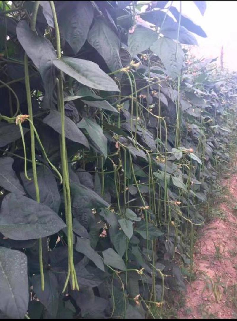 压塌架901豇豆种子搭架长豆角种籽结荚多特高产抗病