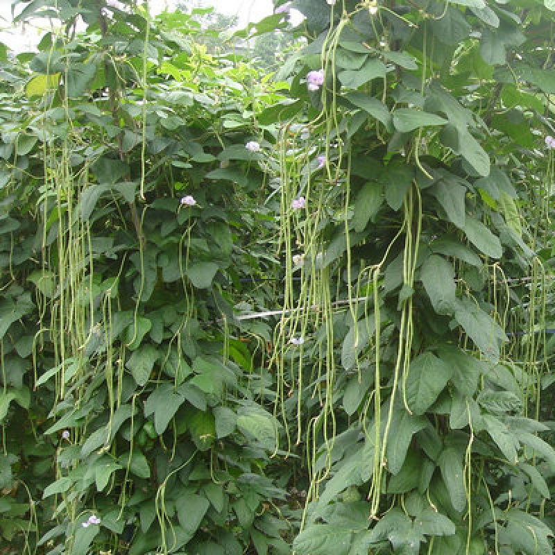 压塌架901豇豆种子搭架长豆角种籽结荚多特高产抗病