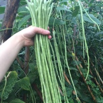 压塌架901豇豆种子搭架长豆角种籽结荚多特高产抗病