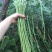 压塌架901豇豆种子搭架长豆角种籽结荚多特高产抗病