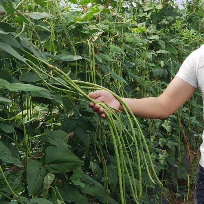 摘不败豆角种子高产特长新品种南北方青白豆角籽春秋四季蔬菜