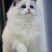 慵懒猫舍布偶繁育