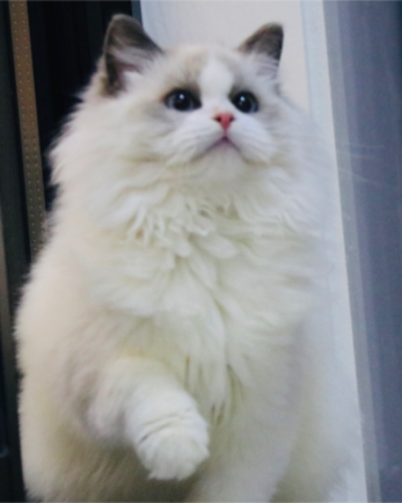 慵懒猫舍布偶繁育
