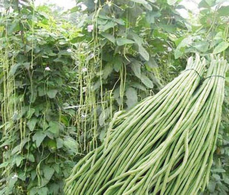 摘不完901豆角种子农田菜园基地丰产早熟肉厚柔嫩长豇豆
