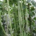 摘不完901豆角种子农田菜园基地丰产早熟肉厚柔嫩长豇豆