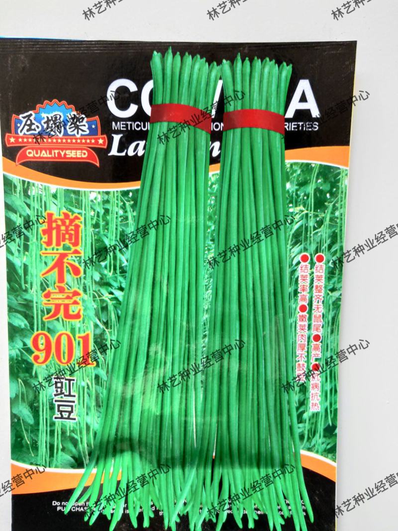 摘不完901豆角种子农田菜园基地丰产早熟肉厚柔嫩长豇豆
