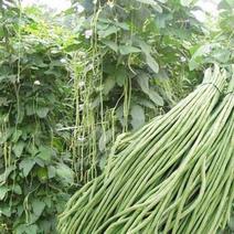 摘不完901豆角种子农田菜园基地丰产早熟肉厚柔嫩长豇豆