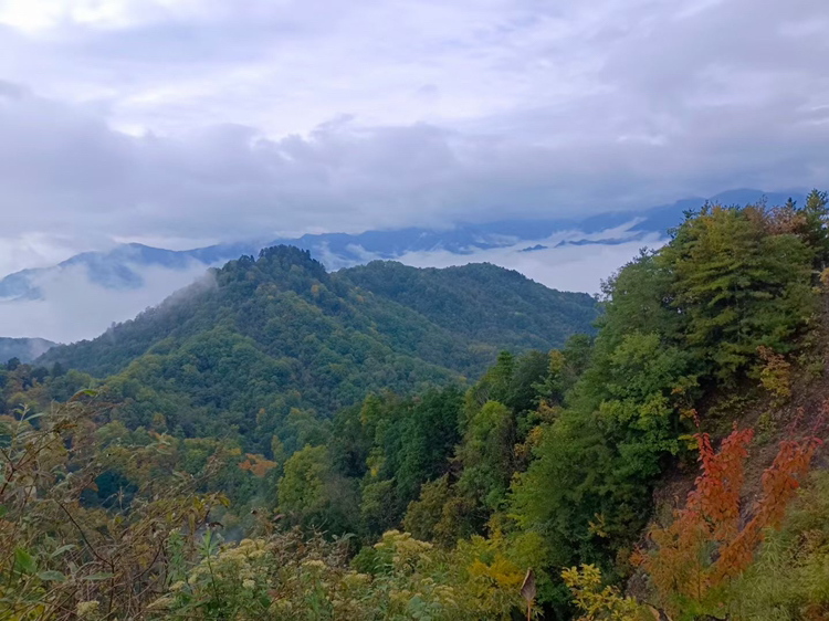 展示秘鲁安第斯山脉高海拔地区黑玛卡的自然种植环境,强调其生长条件的纯净与天然 黑玛卡种植地实景图