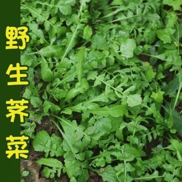 荠菜种子野生芨芨菜籽四季种孑阳台耐寒蔬菜种籽春天菜种春季