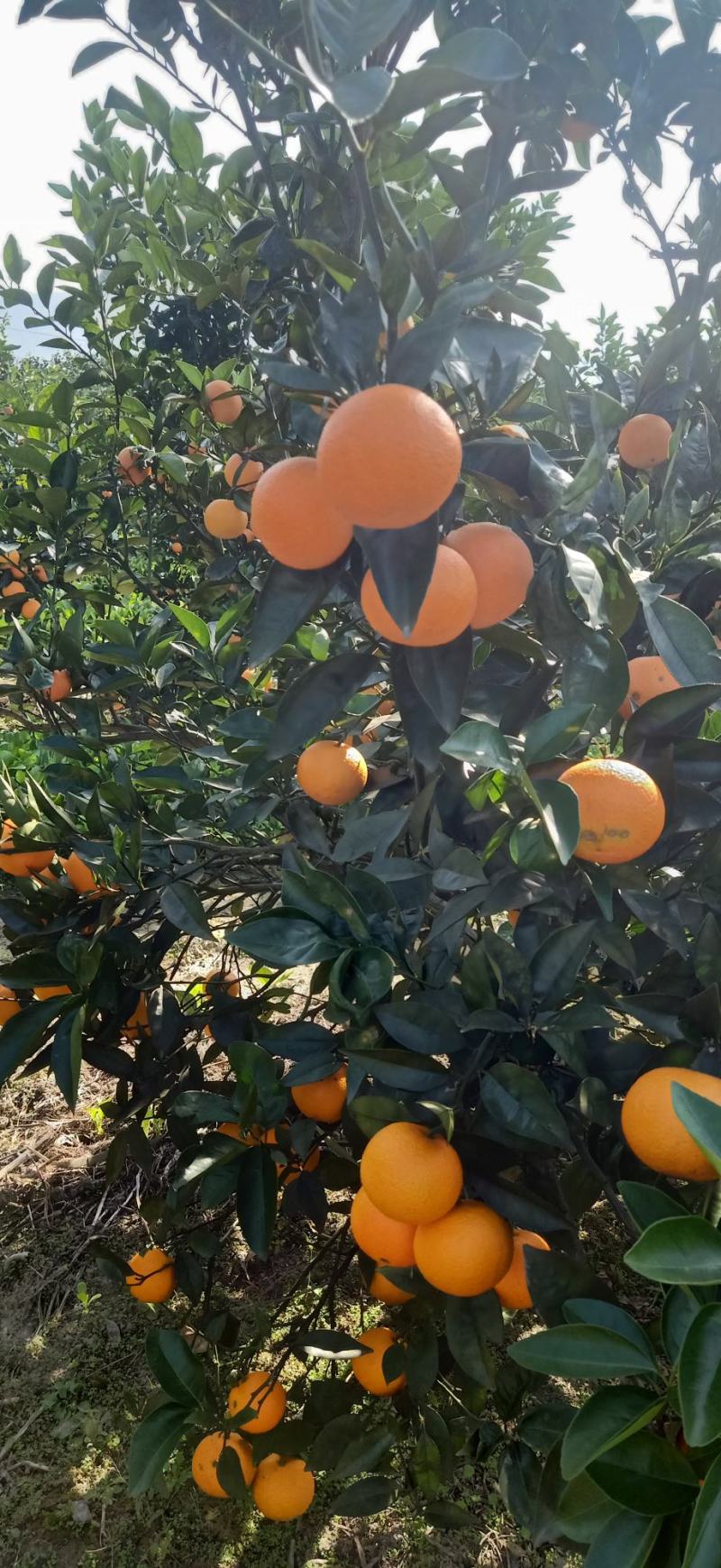 广西桂林兴安百里，蜜香橙，无酸纯甜，果面干净