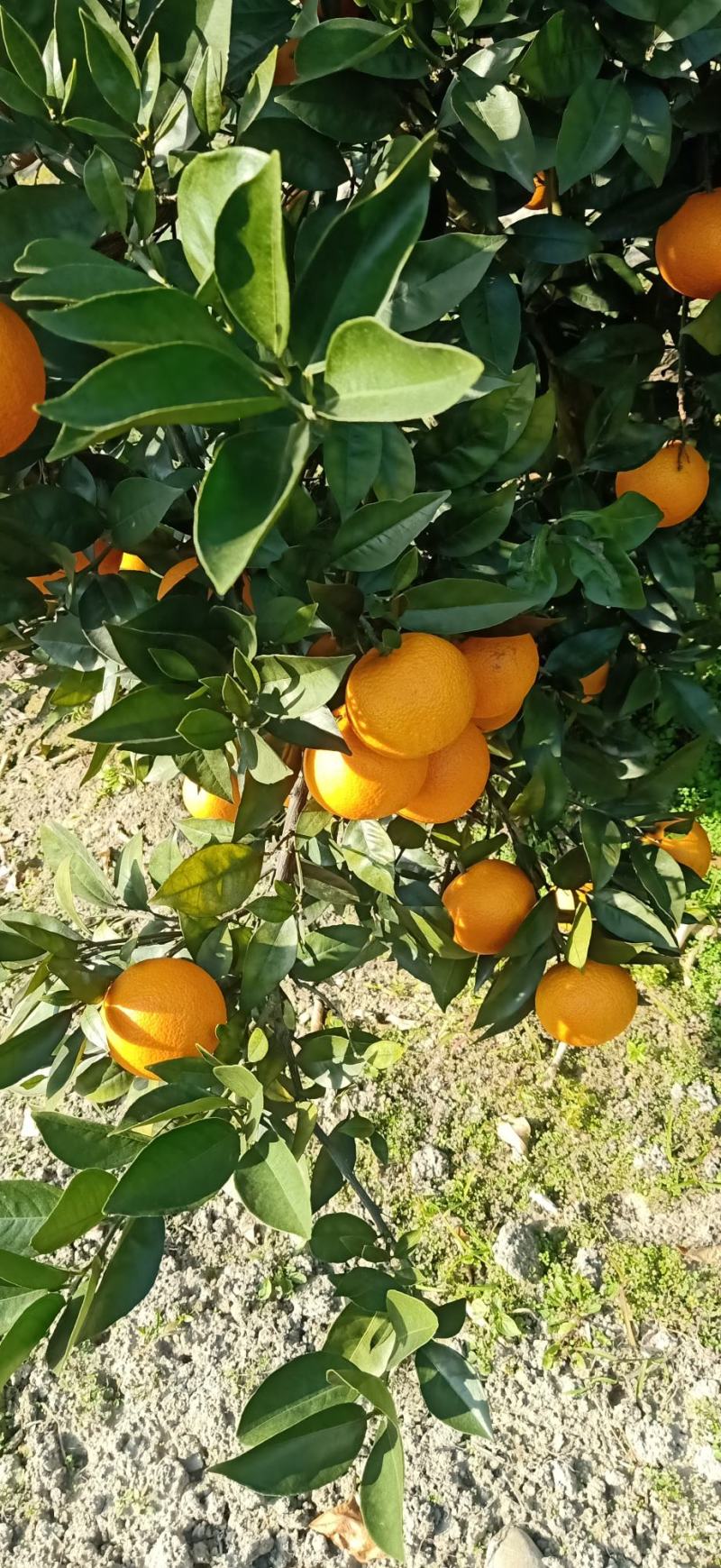 广西桂林兴安百里，蜜香橙，无酸纯甜，果面干净