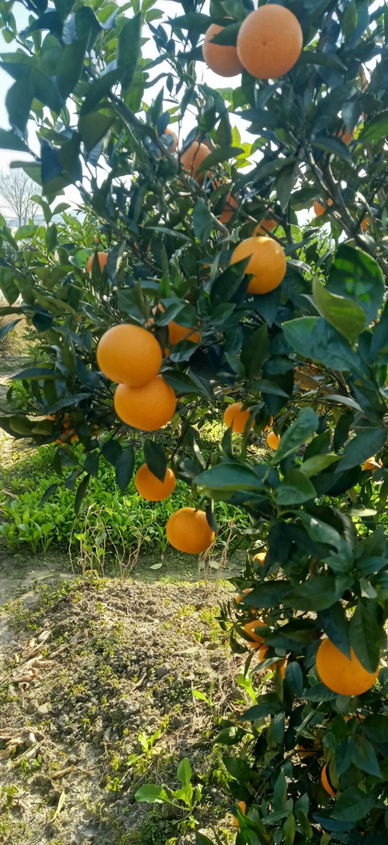 广西桂林兴安百里，蜜香橙，无酸纯甜，果面干净
