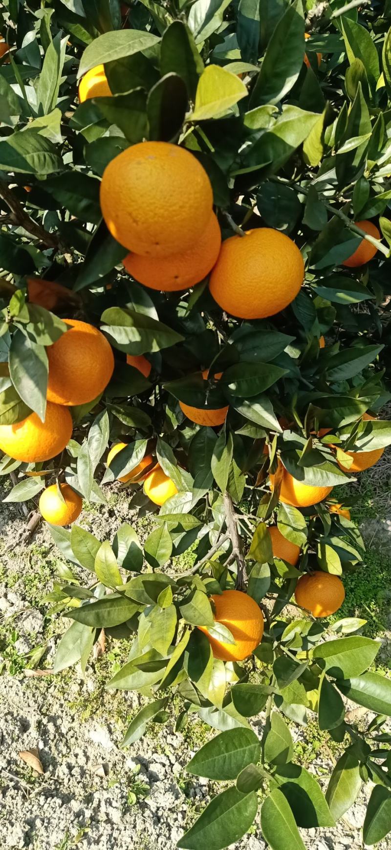 广西桂林兴安百里，蜜香橙，无酸纯甜，果面干净