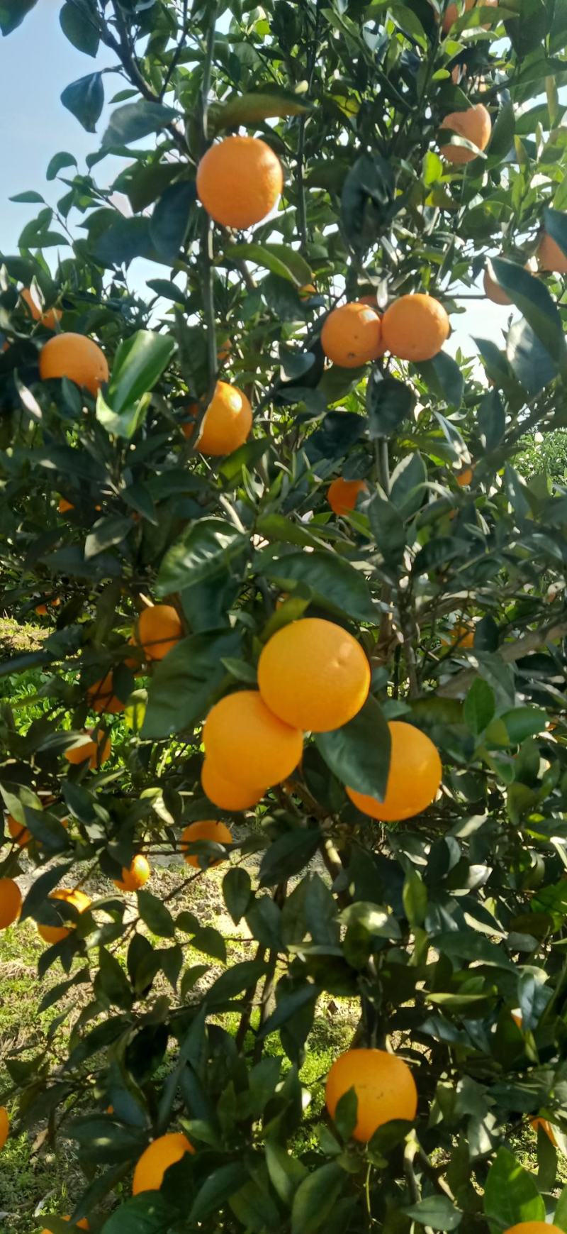 广西桂林兴安百里，蜜香橙，无酸纯甜，果面干净