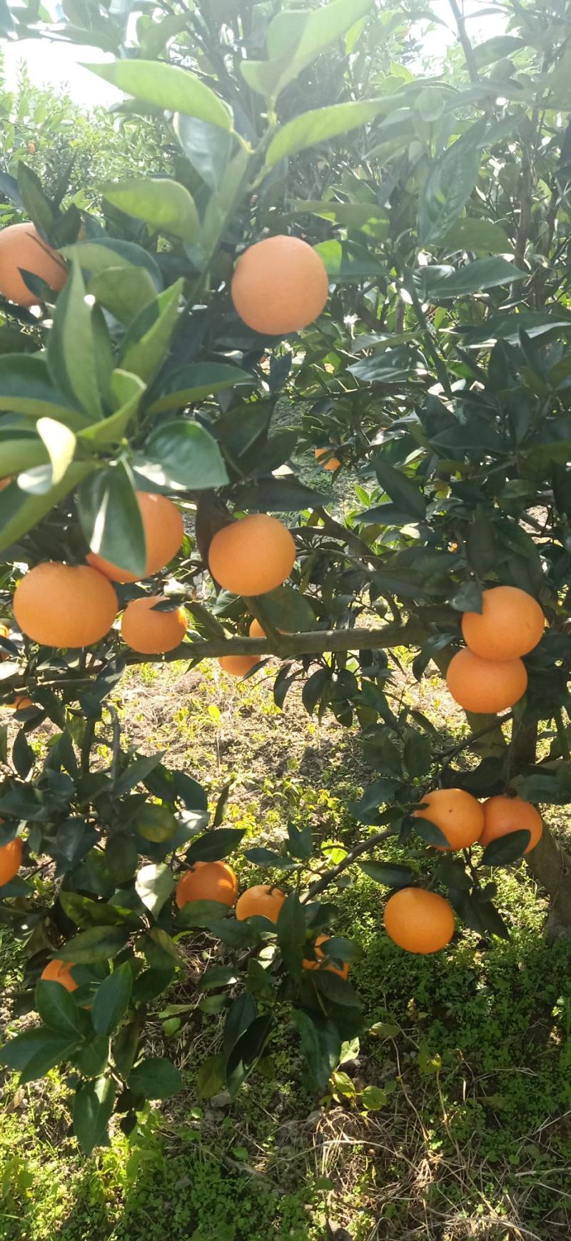 广西桂林兴安百里，蜜香橙，无酸纯甜，果面干净