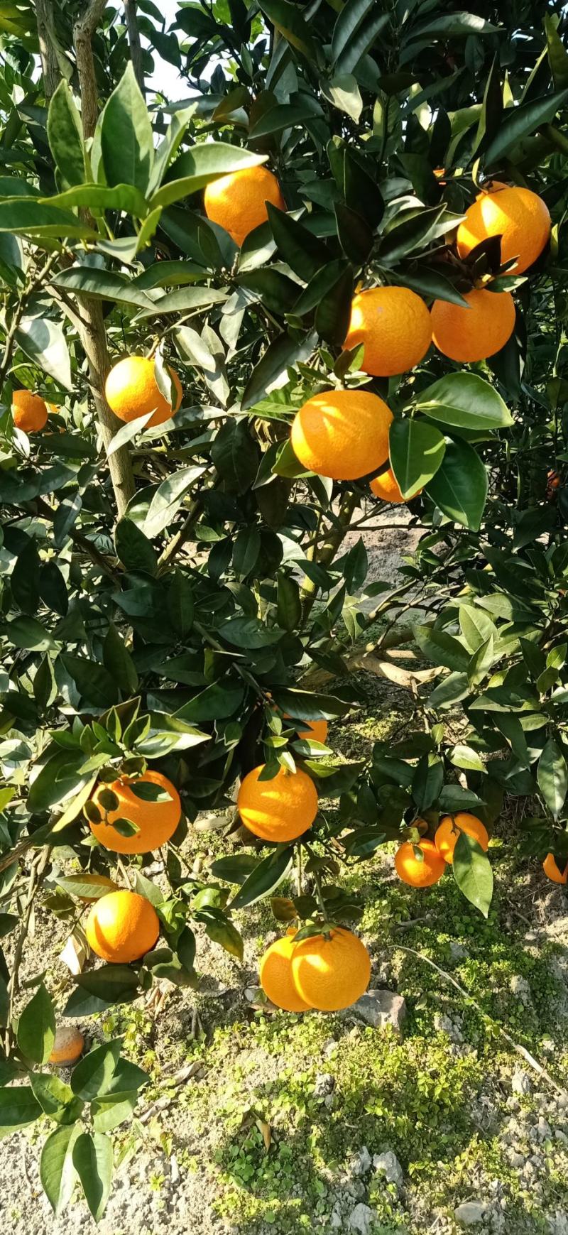 广西桂林兴安百里，蜜香橙，无酸纯甜，果面干净