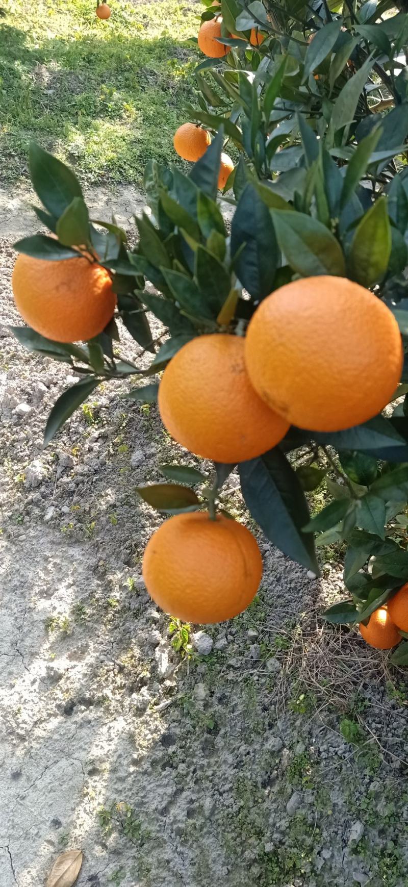 广西桂林兴安百里，蜜香橙，无酸纯甜，果面干净