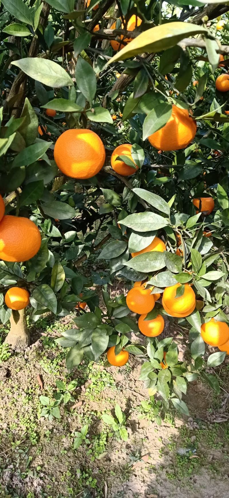 广西桂林兴安百里，蜜香橙，无酸纯甜，果面干净