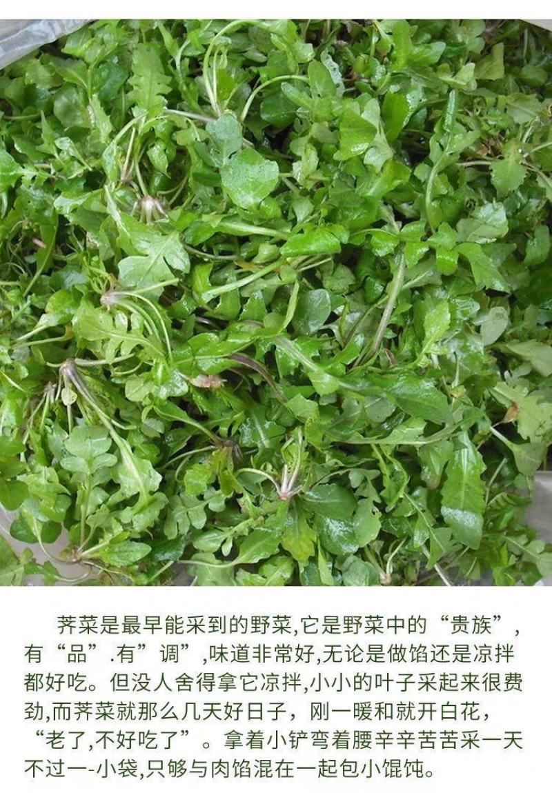 荠菜种子野生芨芨菜籽四季种孑阳台耐寒蔬菜种籽春天菜种春季