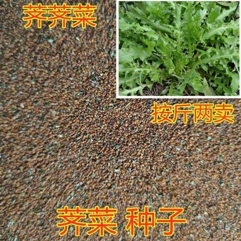 荠菜种子野生芨芨菜籽四季种孑阳台耐寒蔬菜种籽春天菜种春季