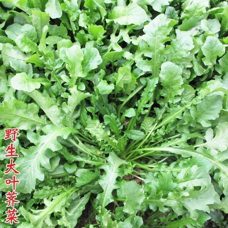 荠菜种子野生芨芨菜籽四季种孑阳台耐寒蔬菜种籽春天菜种春季