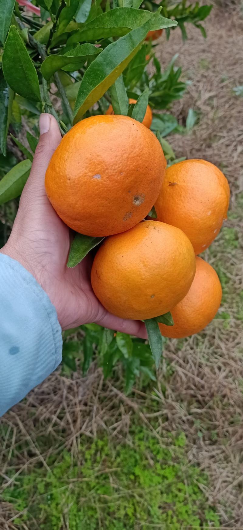 广西桂林兴安爱媛38，玫瑰香柑，口感美美哒3