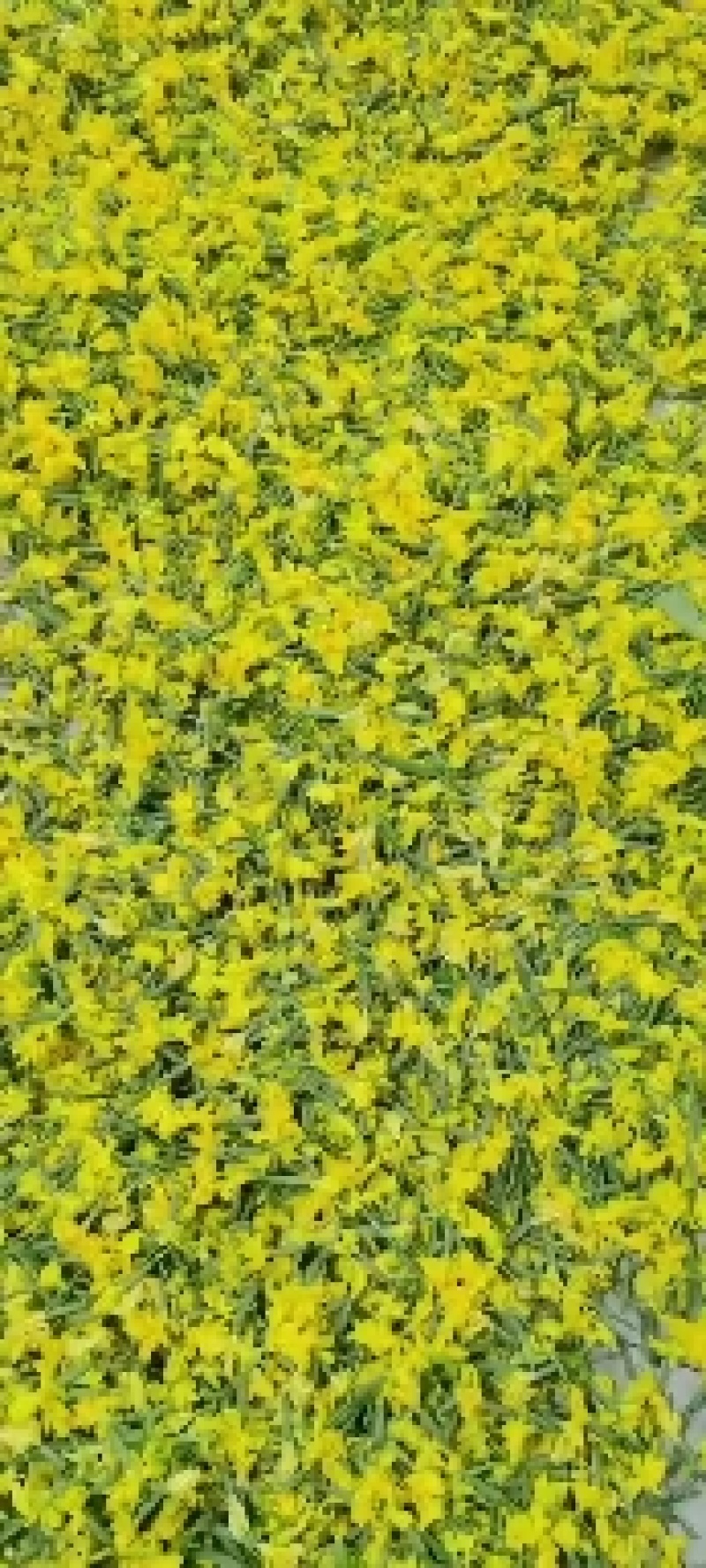 黄瓜花，精品黄瓜花，水果黄瓜花，批发，代发，无刺小黄瓜花