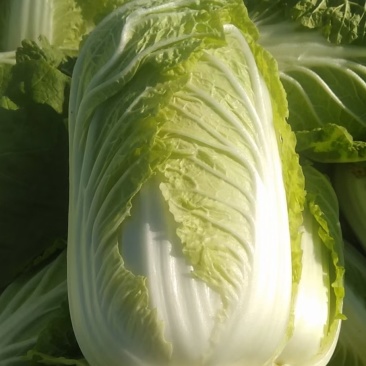 大娃娃菜，小娃娃菜，基地直供，面积大，质量可以
