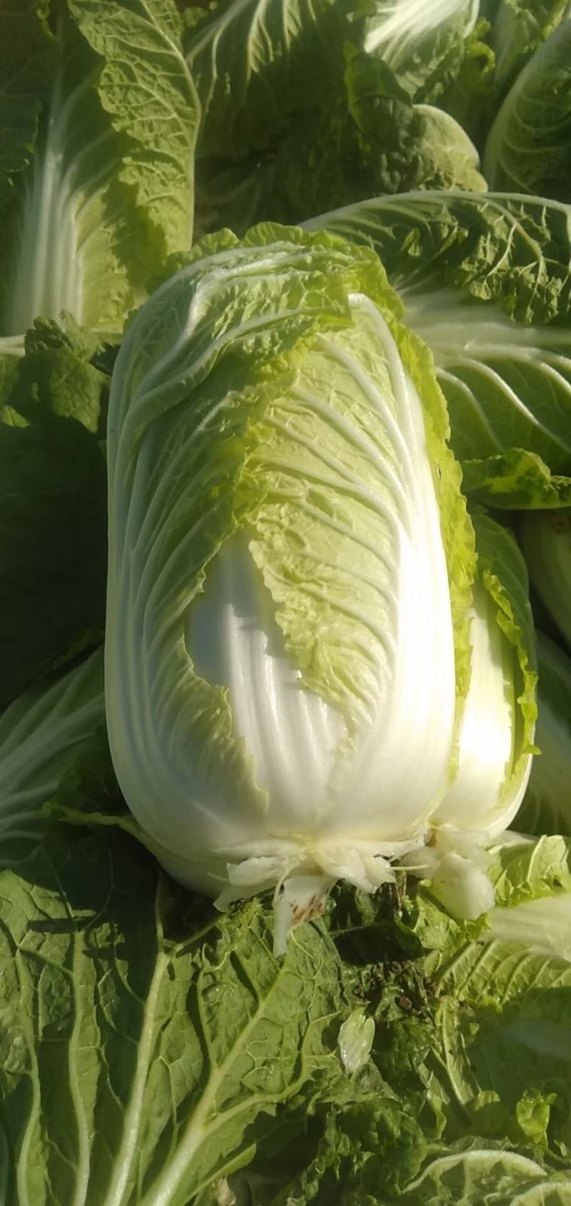 大娃娃菜，小娃娃菜，基地直供，面积大，质量可以