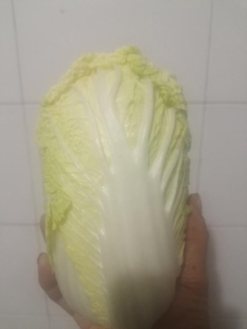 大娃娃菜，小娃娃菜，基地直供，面积大，质量可以
