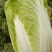 大娃娃菜，小娃娃菜，基地直供，面积大，质量可以