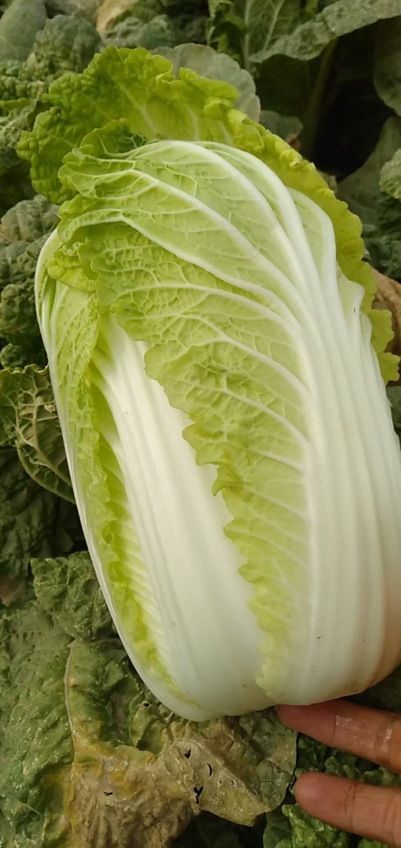 大娃娃菜，小娃娃菜，基地直供，面积大，质量可以