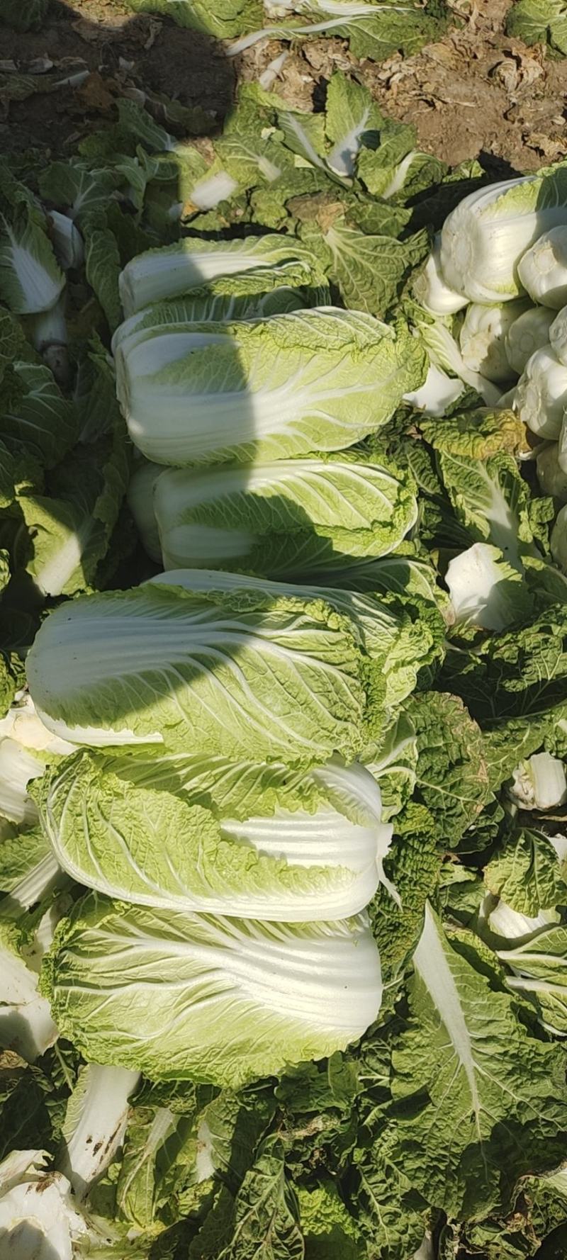 大娃娃菜，小娃娃菜，基地直供，面积大，质量可以
