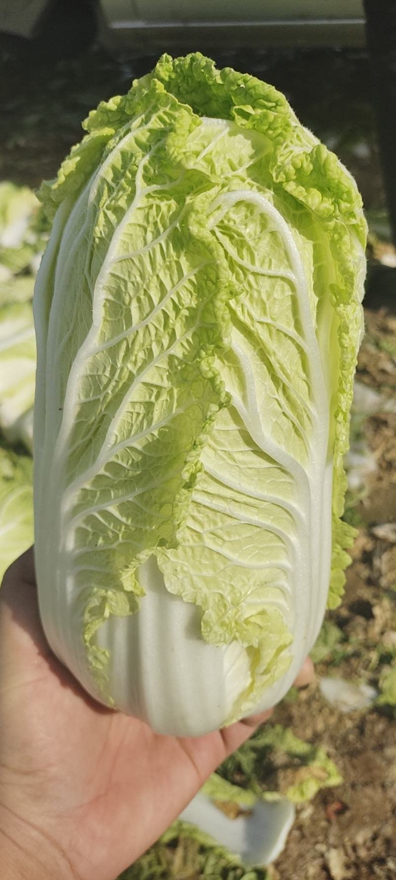 大娃娃菜，小娃娃菜，基地直供，面积大，质量可以