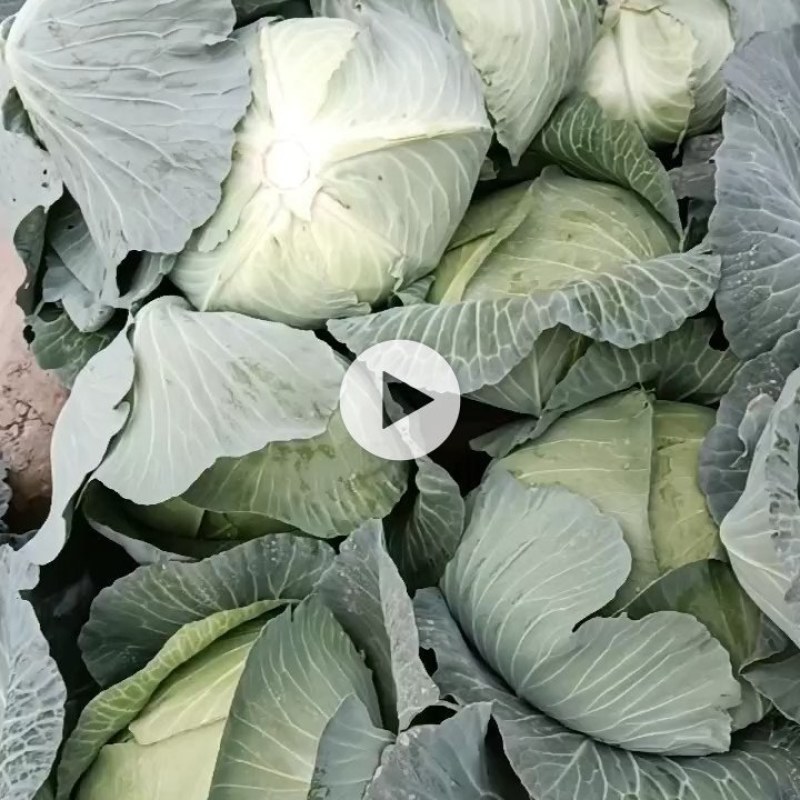 云南扁包菜