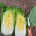 大娃娃菜，小娃娃菜，基地直供，面积大，质量可以