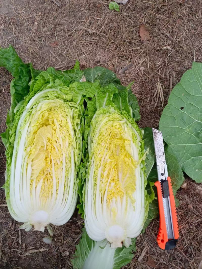 大娃娃菜，小娃娃菜，基地直供，面积大，质量可以