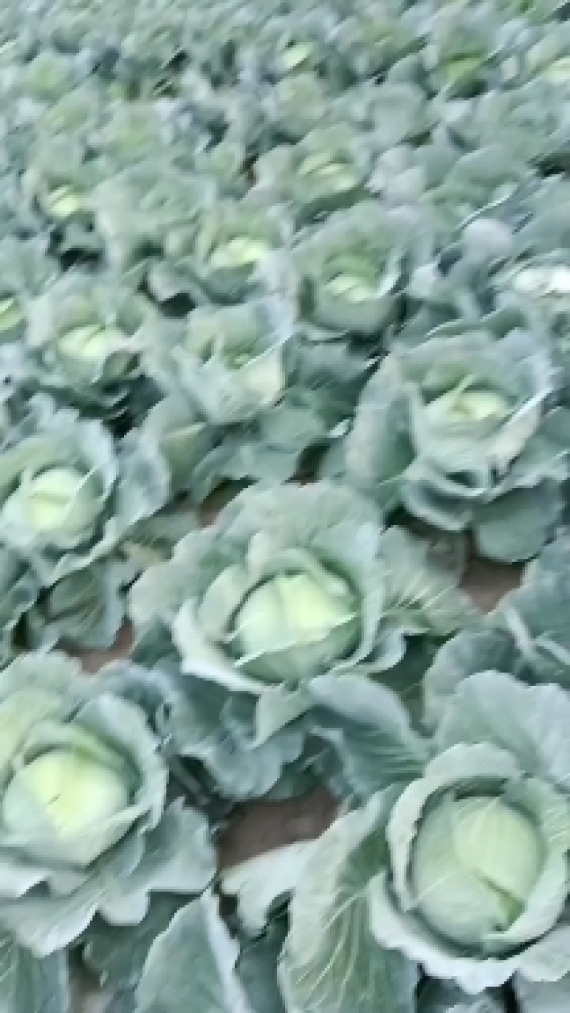 云南扁包菜