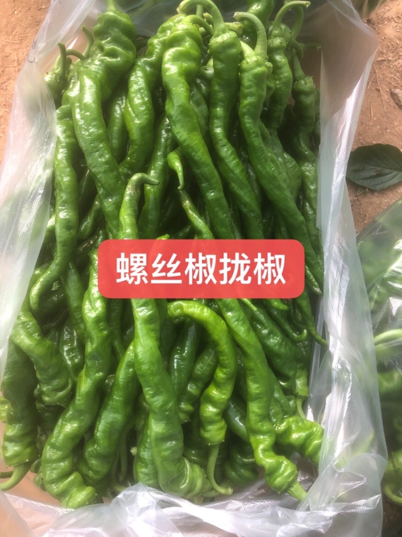 江西宁都软皮螺丝椒（中拢）新苗37/94万亩大棚种植基地