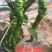 江西宁都软皮螺丝椒（中拢）新苗37/94万亩大棚种植基地